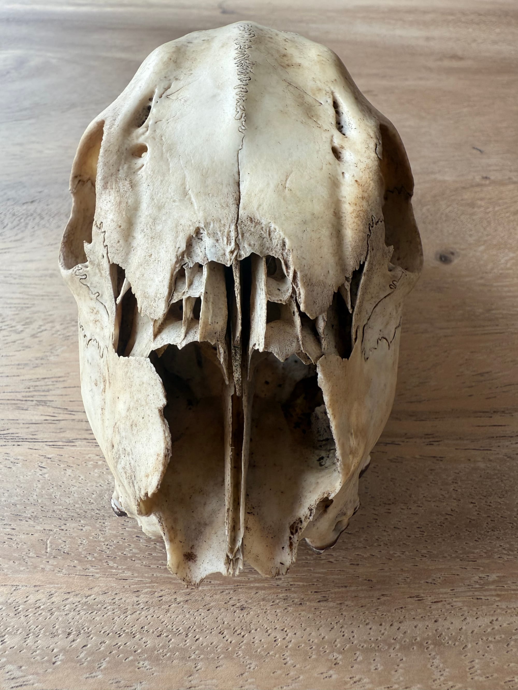 Skull a day, keeps the doc away