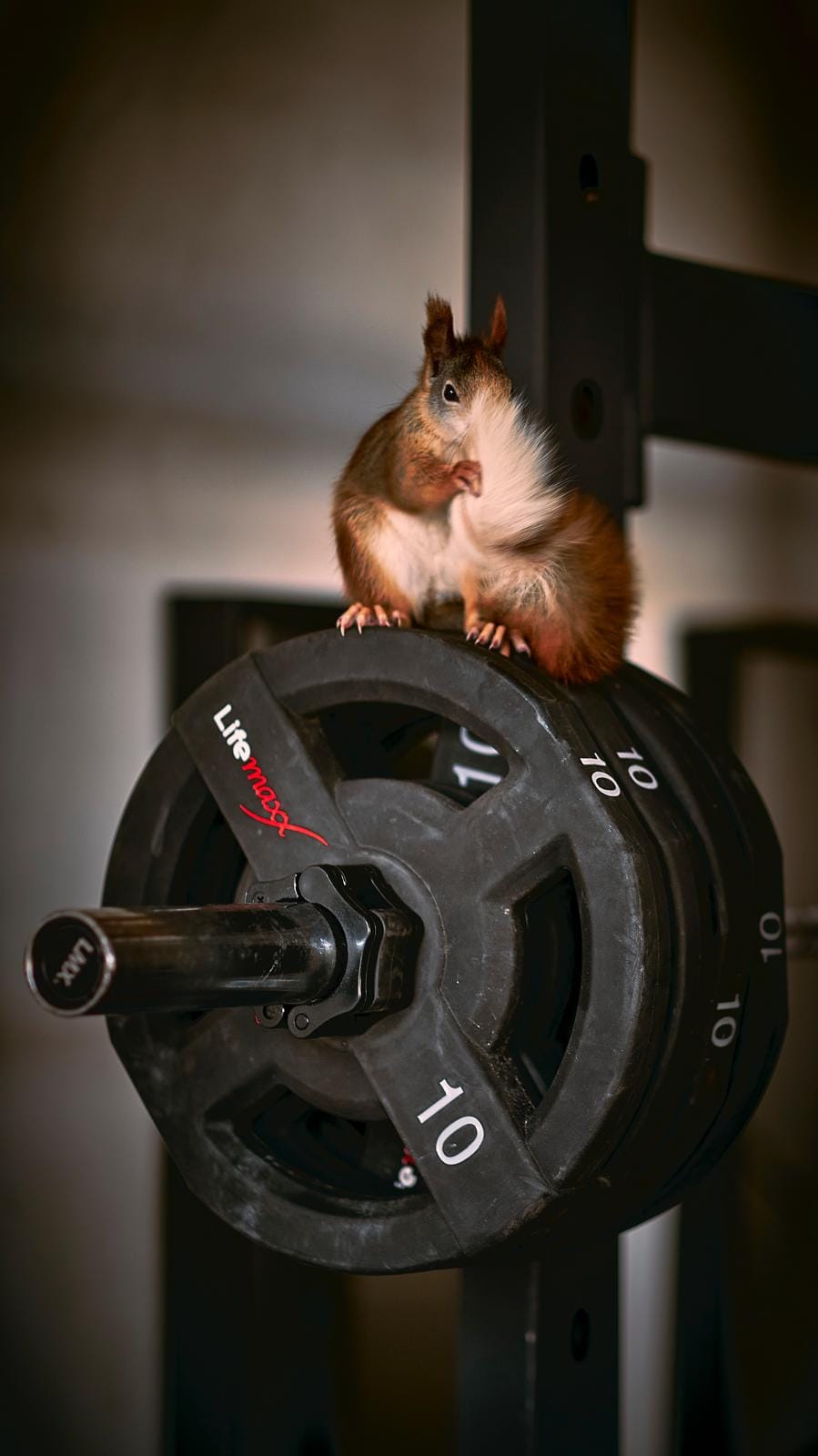 Lieselore the shy squirrel